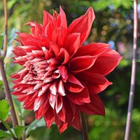 А георгины цветут :: Татьяна Лютаева