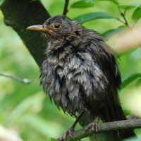 Молодой чёрный дрозд после купания :: Лина Молодой чёрный дрозд после купания :: Лина