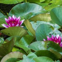 Цветочки :: Валерий Пославский