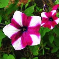 Пёстрые красотки :: Людмила Смородинская