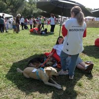 Собаки ищут добрые руки. :: Люба Собаки ищут добрые руки. :: Люба