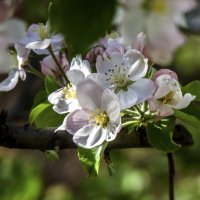 Весенние  цветы :: Валентин Семчишин