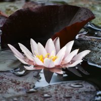 Лето в Ботаническом... Июль. :: Наташа ***** Лето в Ботаническом... Июль. :: Наташа *****