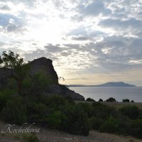 Природа Крыма :: Amazing Cosmea