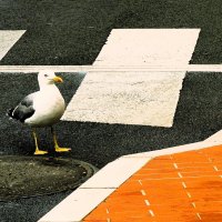 Как сложно разобраться в дорожных правилах :: Владимир Манкер Как сложно разобраться в дорожных правилах :: Владимир Манкер