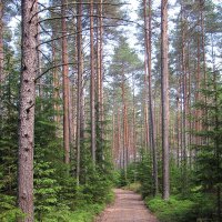 Лесная дорога :: Александр Ильчевский Лесная дорога :: Александр Ильчевский