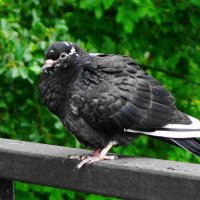 Голуби в городском парке :: Рита Симонова