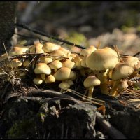 опята... :: Aleksandr Gal