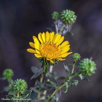 Гринделия растопыренная :: Светлана Ищенко