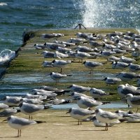 "Ориентация-север!" :: Владимир 
