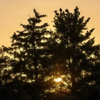 Солнце за елями :: Татьяна Михайлова