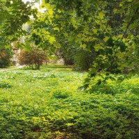 Дворики Санкт Петербурга. :: Лилия *