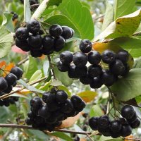 Черноплодная рябина :: Freddy 97 Черноплодная рябина :: Freddy 97