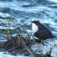 оляпка :: gawrilа - dan