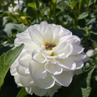 Георгины, георгины, До чего ж вы хороши! ..... :: Галина 