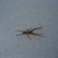 Паук :: Anna Ivanova Паук :: Anna Ivanova