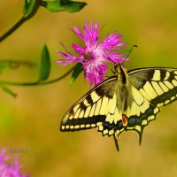 Махаон, лето, крылья, бабочка :: Сергей Беляев