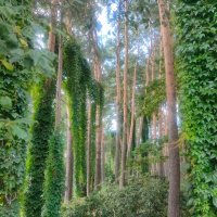 В Ботаническом саду Минска :: Ирэн В Ботаническом саду Минска :: Ирэн