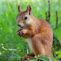 А у тебя больше нет ореха ? :: Вик Токарев