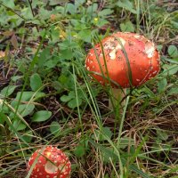 Кто посмел? :: veilins veilins Кто посмел? :: veilins veilins