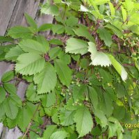 дикий виноград :: fogmeadowww m