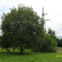 дерево :: fogmeadowww m