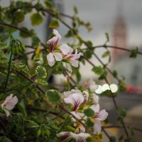 Лето, до свидания. :: Магомед .