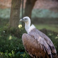 Зоопарк Лимпопо :: Сергей Хабибула