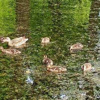 Серая утка :: Сапсан 