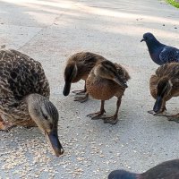 Утята :: Сапсан 