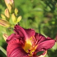 Воспоминание о лете. Август :: Наталья Герасимова