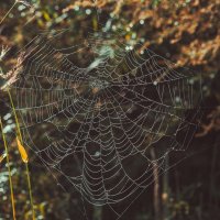 *** :: Виктор Иванович Чернюк *** :: Виктор Иванович Чернюк