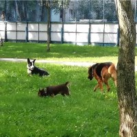 Встреча друзей :: Ольга Довженко Встреча друзей :: Ольга Довженко