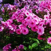 Нежные флоксы конца августа 2025 :: Aida10 