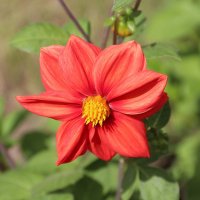 Гергина :: Любовь Сахарова