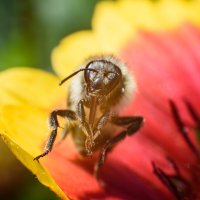 Подготовка к сбору :: Михаил Соколов