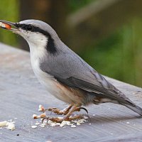 Поползень :: Лина 