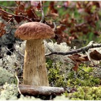 *** :: Aleksandr Gal *** :: Aleksandr Gal