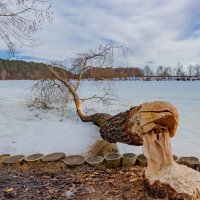 Архангельское " Ох уж эти бобры " :: ivan38566 Овчинников