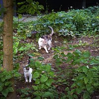 Кошечки :: Владимир Кроливец