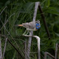 молодые щеглы :: юрий макаров молодые щеглы :: юрий макаров