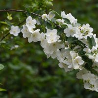 Лето в Ботаническом... Июль. :: Наташа *****