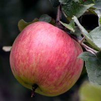 Лето в Ботаническом... Август. :: Наташа *****