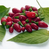 Перчик с балкона, суперострые... :: Андрей Заломленков