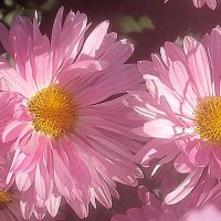 С 1 сентября! :: Елена Семигина