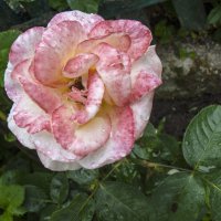 *Роза  Белла :: Валентин Семчишин