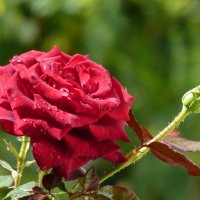 Алая роза :: Валентин Семчишин