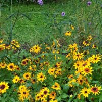 Цветы на Елагином острове :: Галина Чистякова 