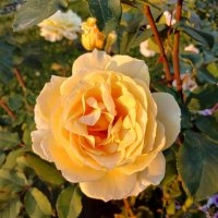 Друзья, поздравляю с Днём знаний! :: Лия ☼