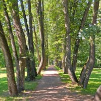 липовая аллея :: ИРЭН@ .